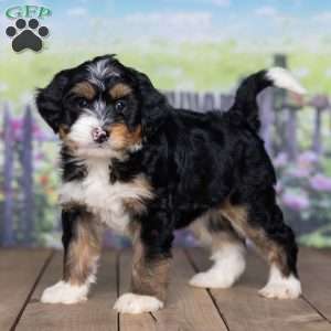 Dexter, Mini Bernedoodle Puppy